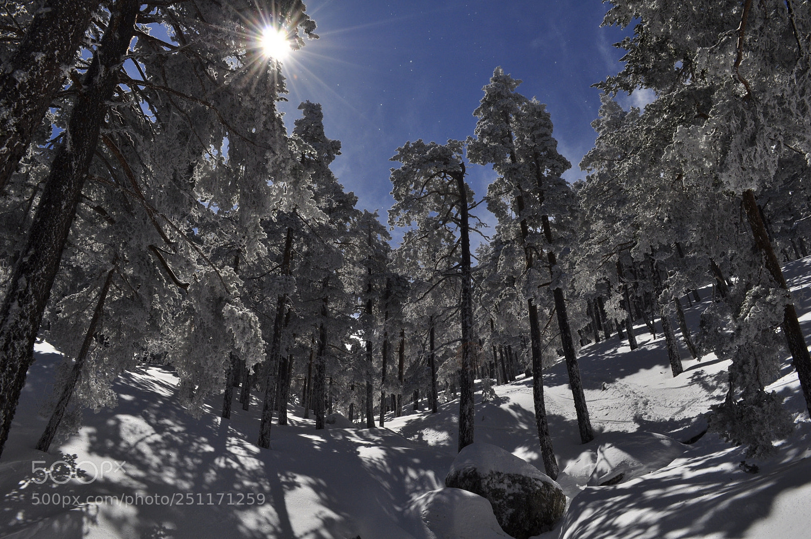 Nikon D5000 sample photo. Snowy forest photography