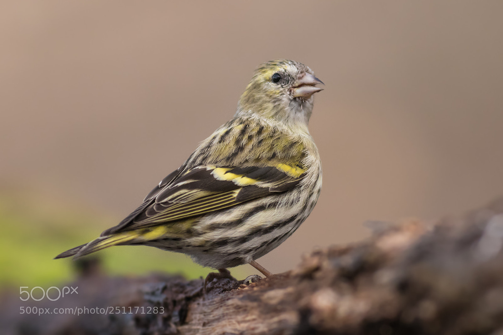 Canon EOS 80D sample photo. Eurasian siskin photography