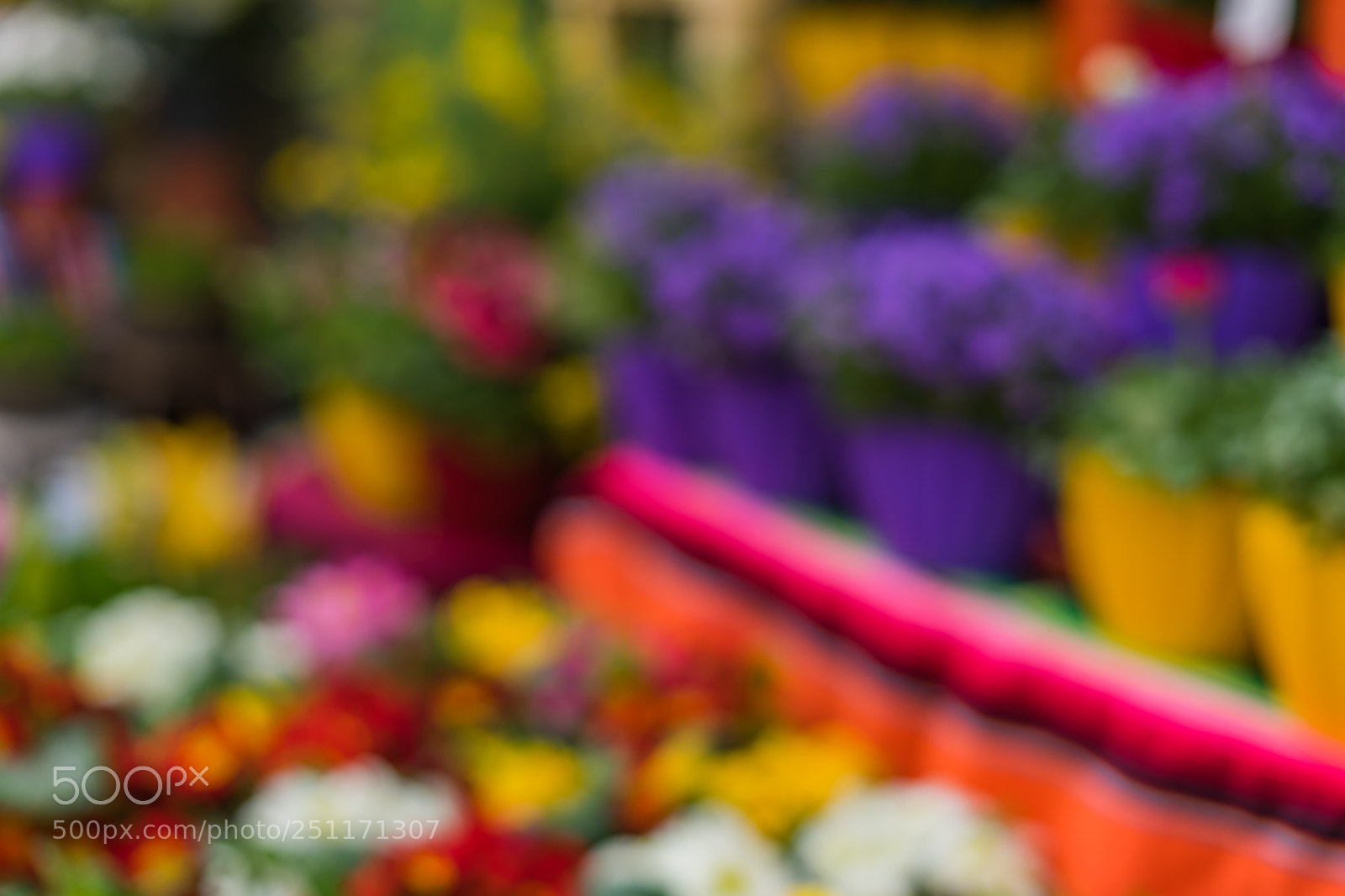 Sony a7 sample photo. Colorful flowers - bokeh photography