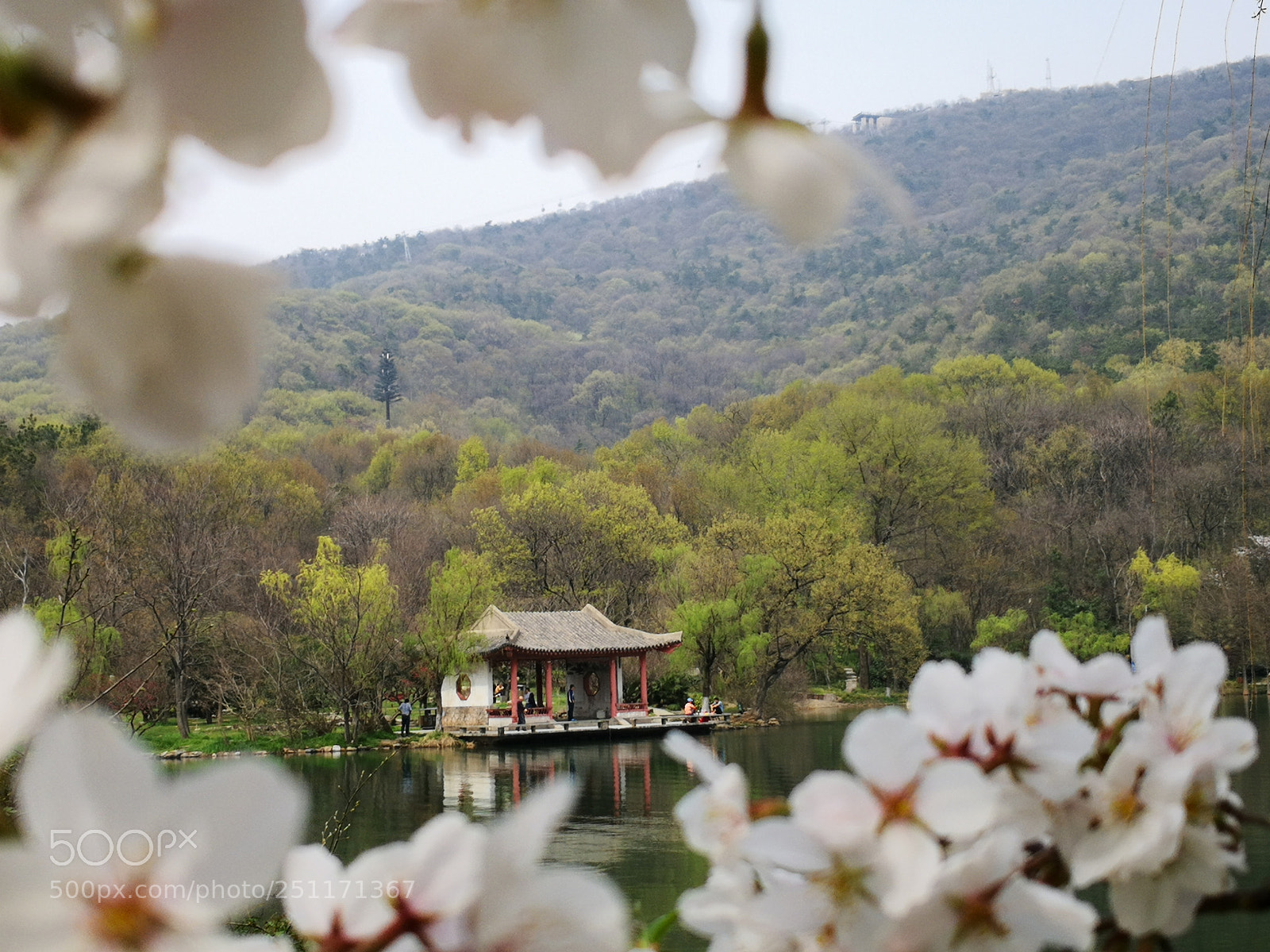 HUAWEI Mate 10 Pro sample photo. 紫霞春色 photography