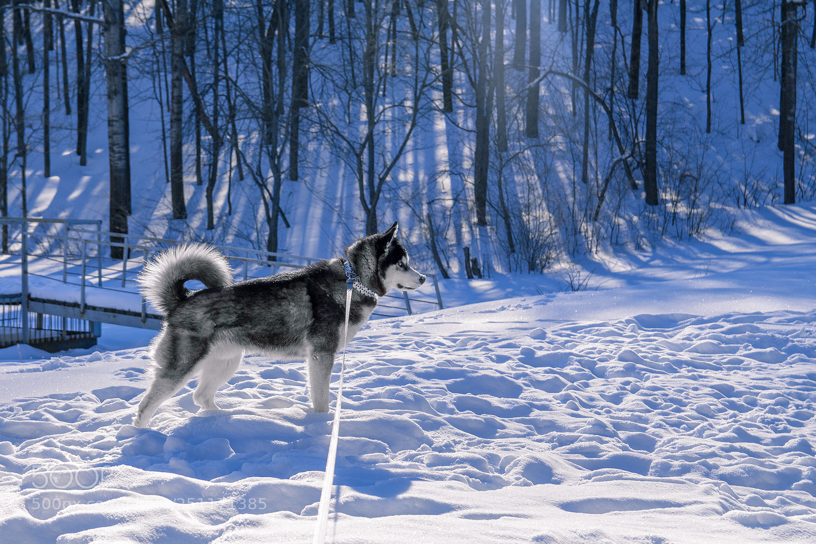 Canon EOS 700D (EOS Rebel T5i / EOS Kiss X7i) sample photo. Husky on the snow photography