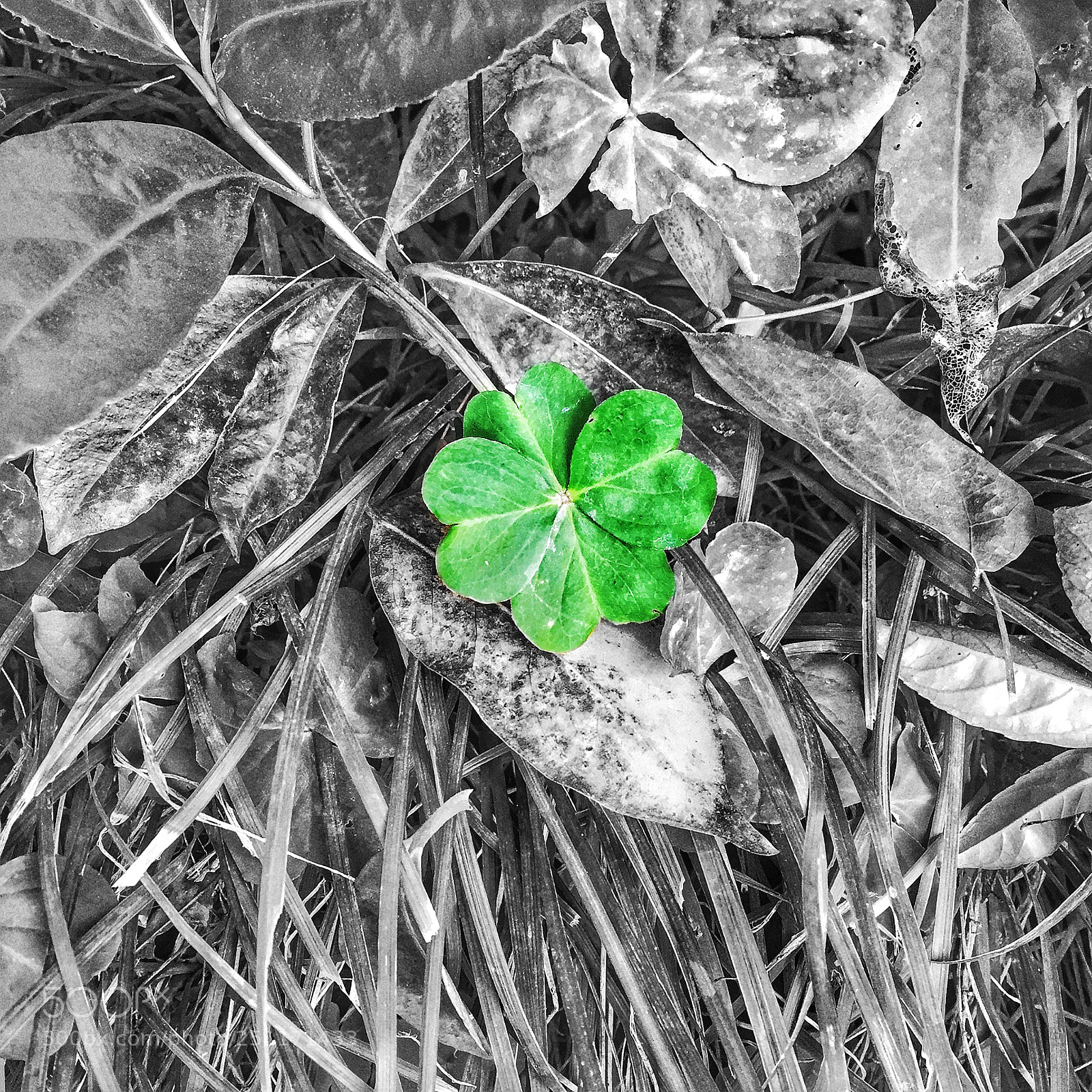 Apple iPhone 6 sample photo. Lucy photography