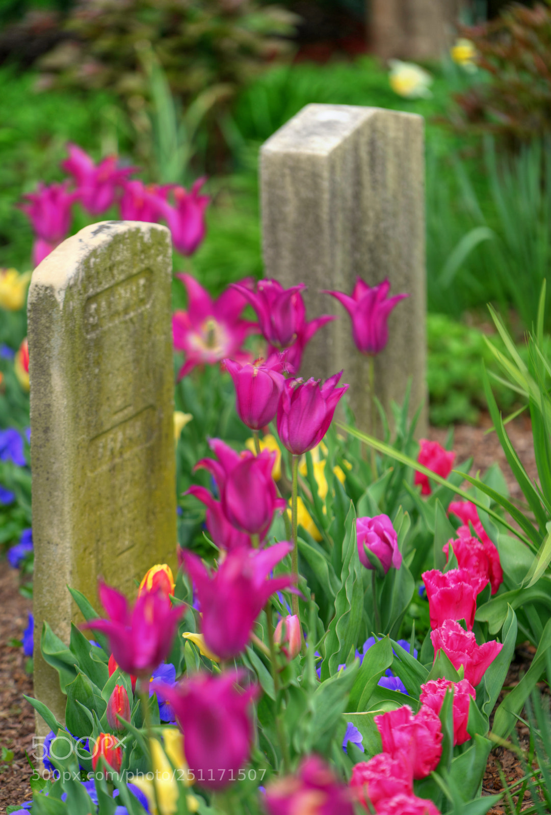 Sony a7 II sample photo. Favorite church garden photography