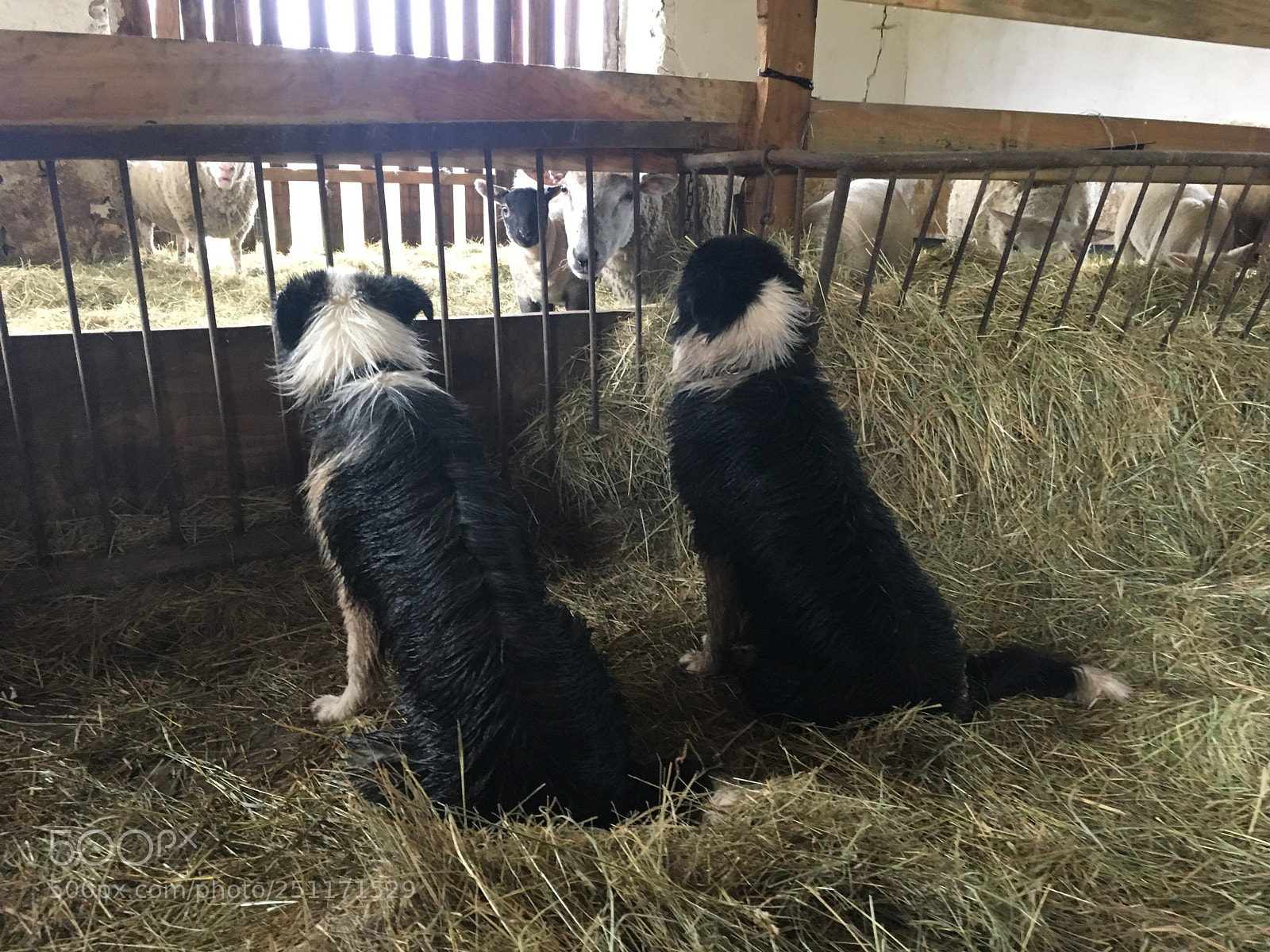 Apple iPhone 6s sample photo. Herding puppies photography