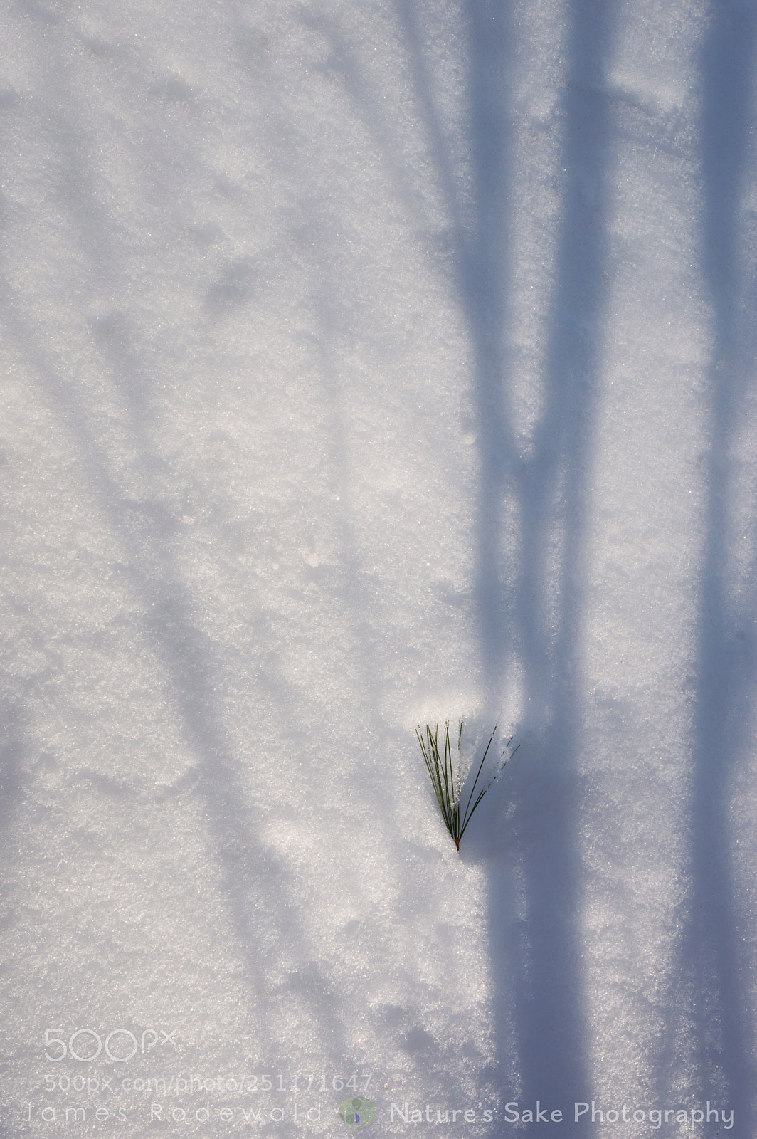 Nikon D3200 sample photo. Snow trees. photography