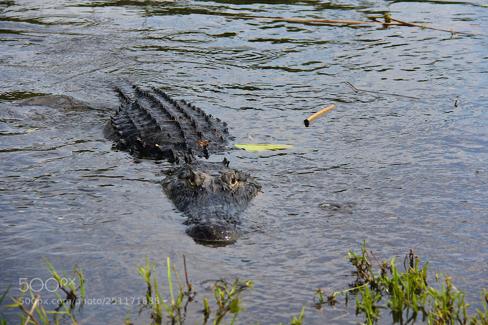 Canon EOS 60D sample photo. Eyes of the alligator photography