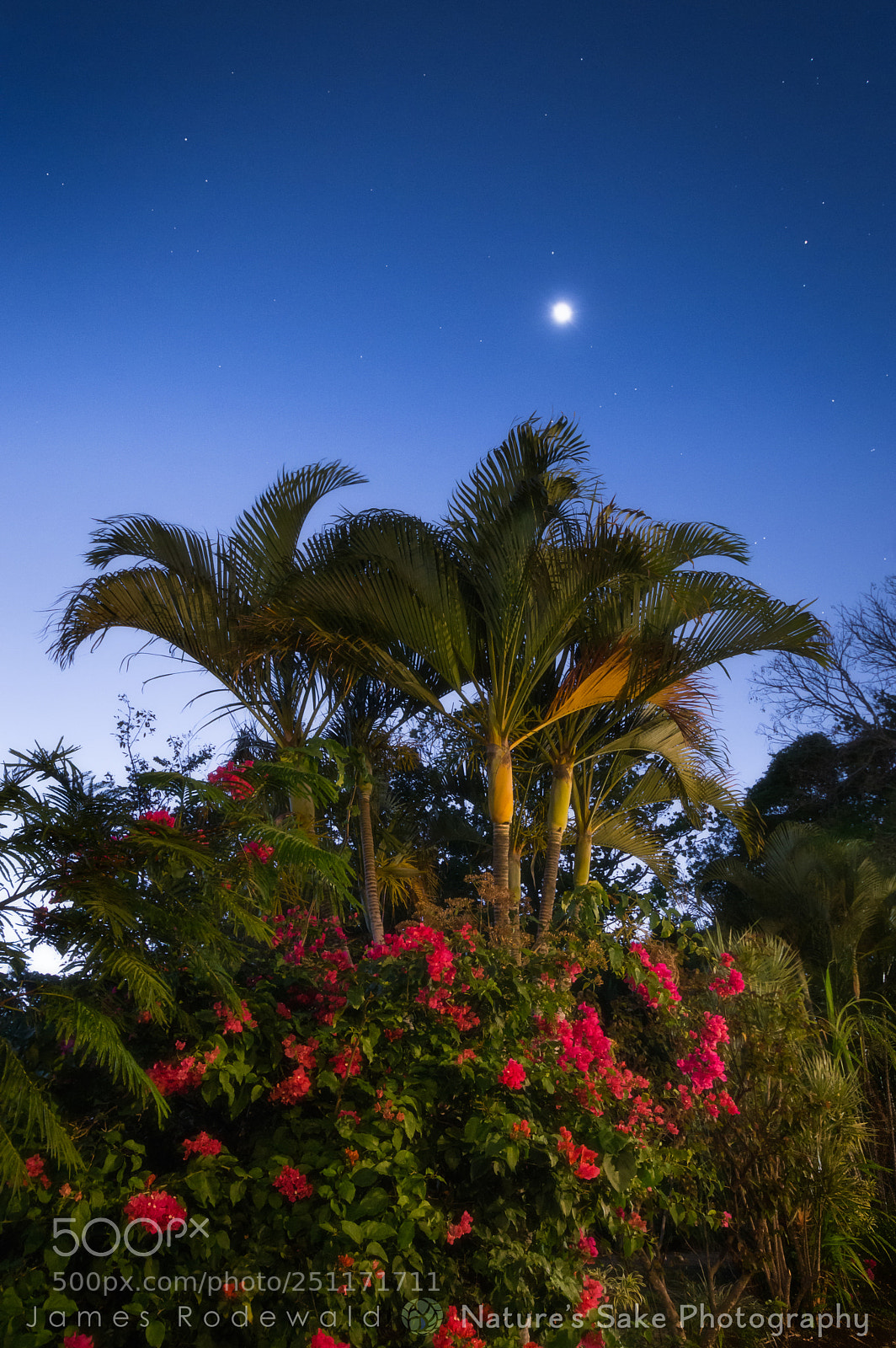Nikon D3200 sample photo. Moon and stars over photography