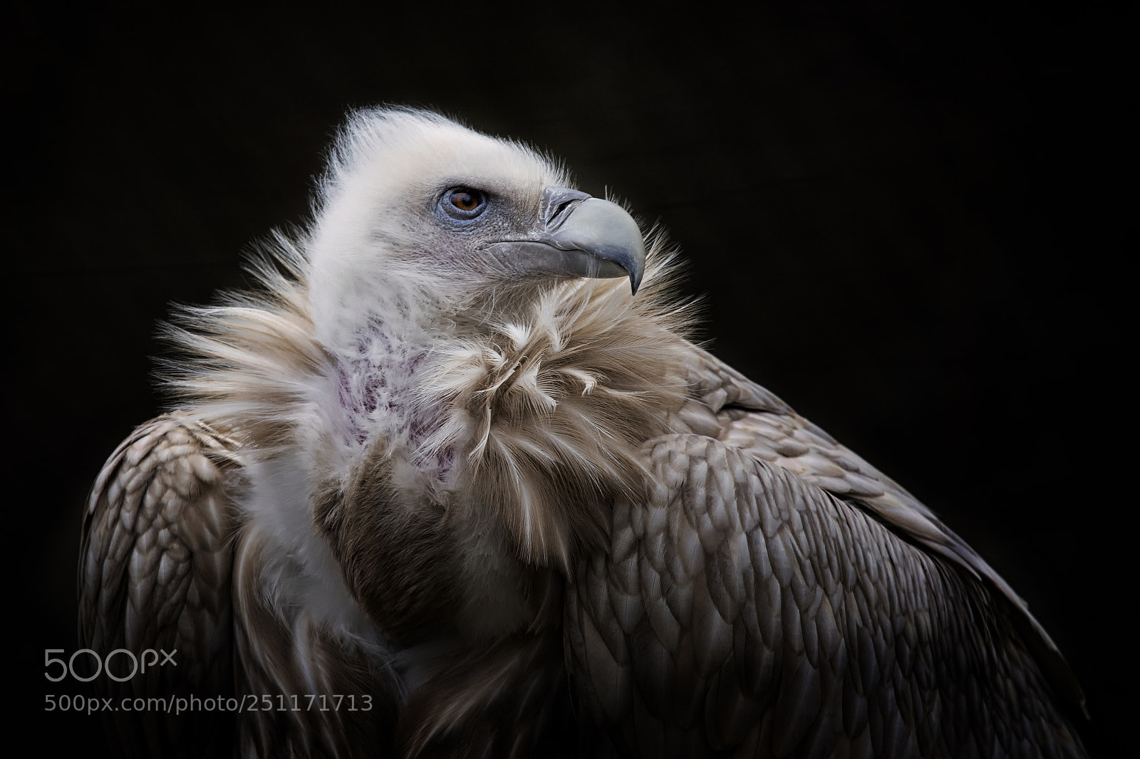 Nikon D7100 sample photo. Gyps himalayensis photography
