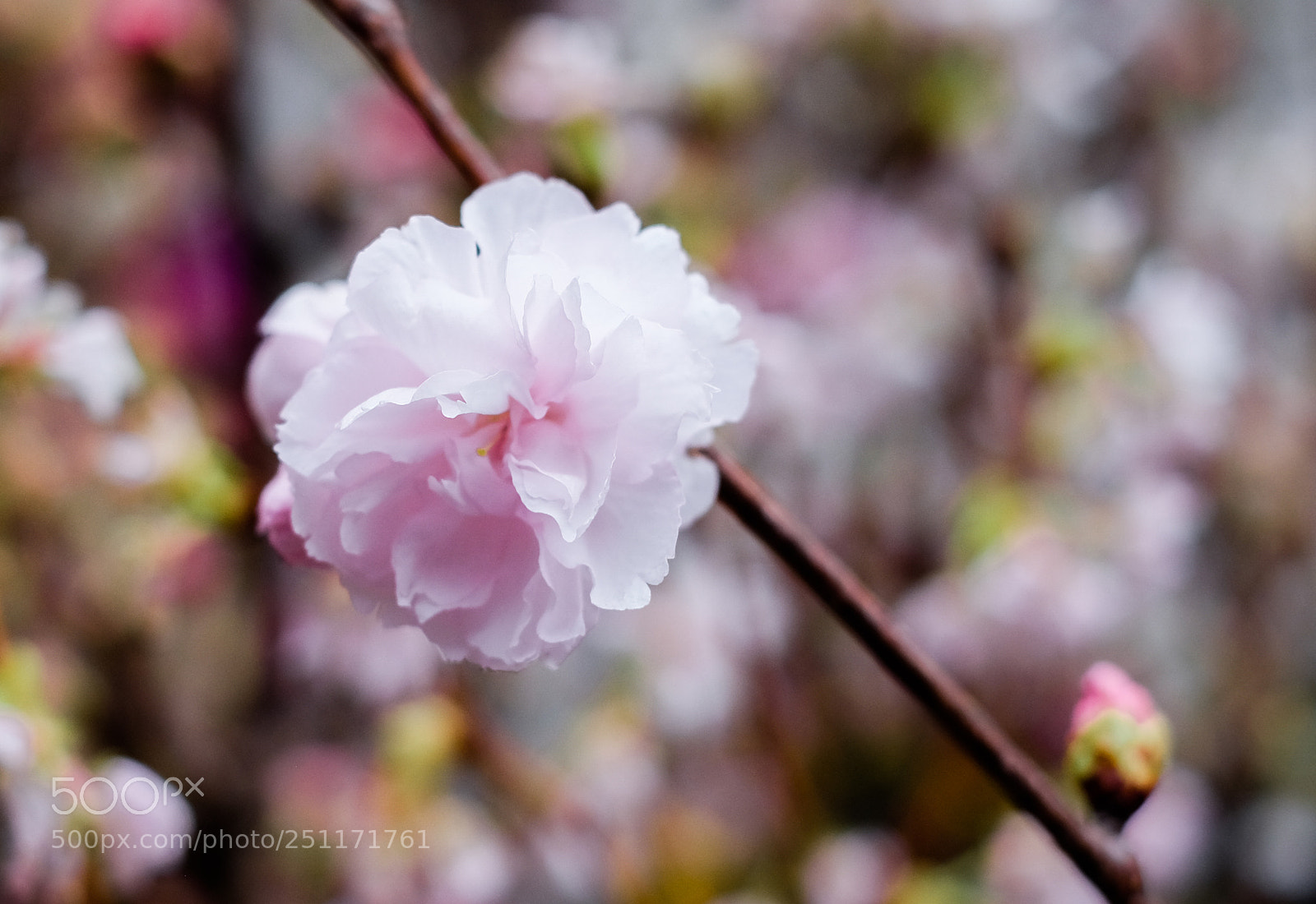 Fujifilm X-T1 sample photo. Cherry blossom photography