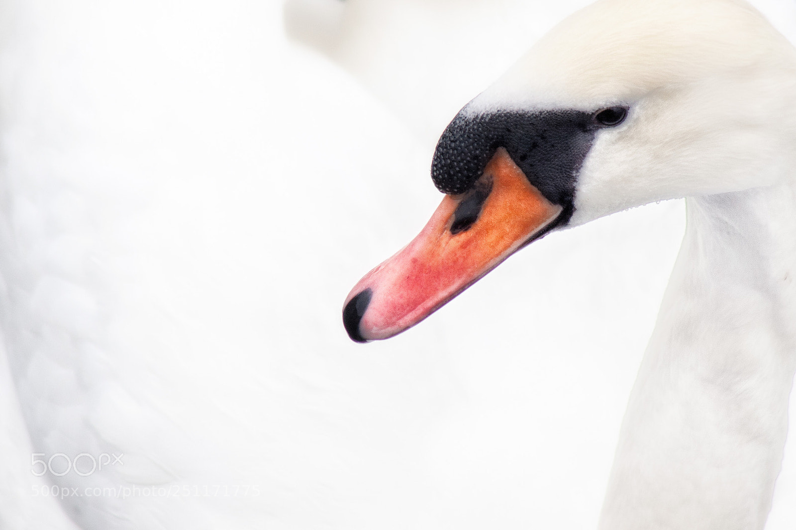 Canon EOS 20D sample photo. Swan photography