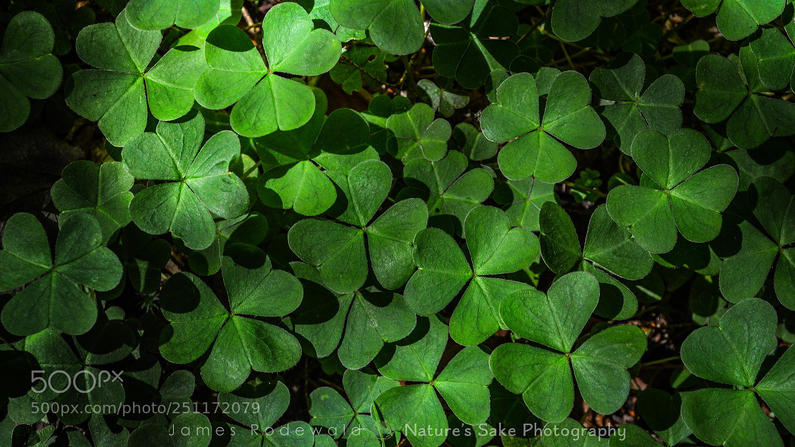 Nikon D3200 sample photo. Wood sorrel. photography
