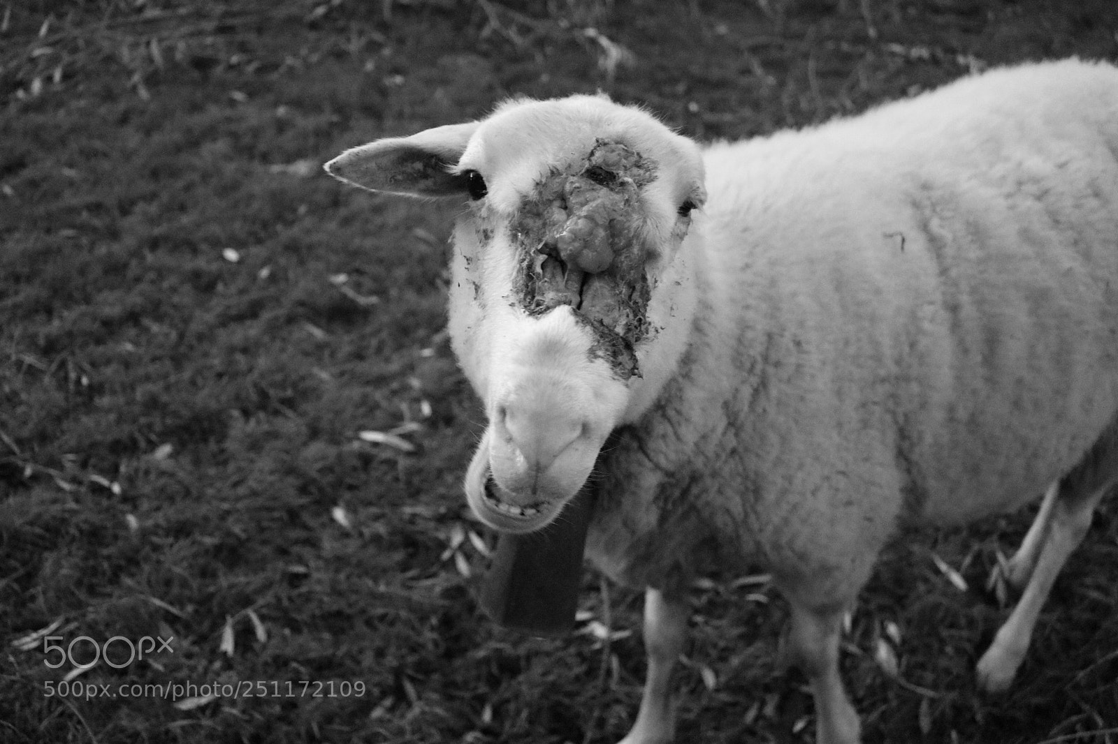 Canon EOS 750D (EOS Rebel T6i / EOS Kiss X8i) sample photo. Lonely ear photography