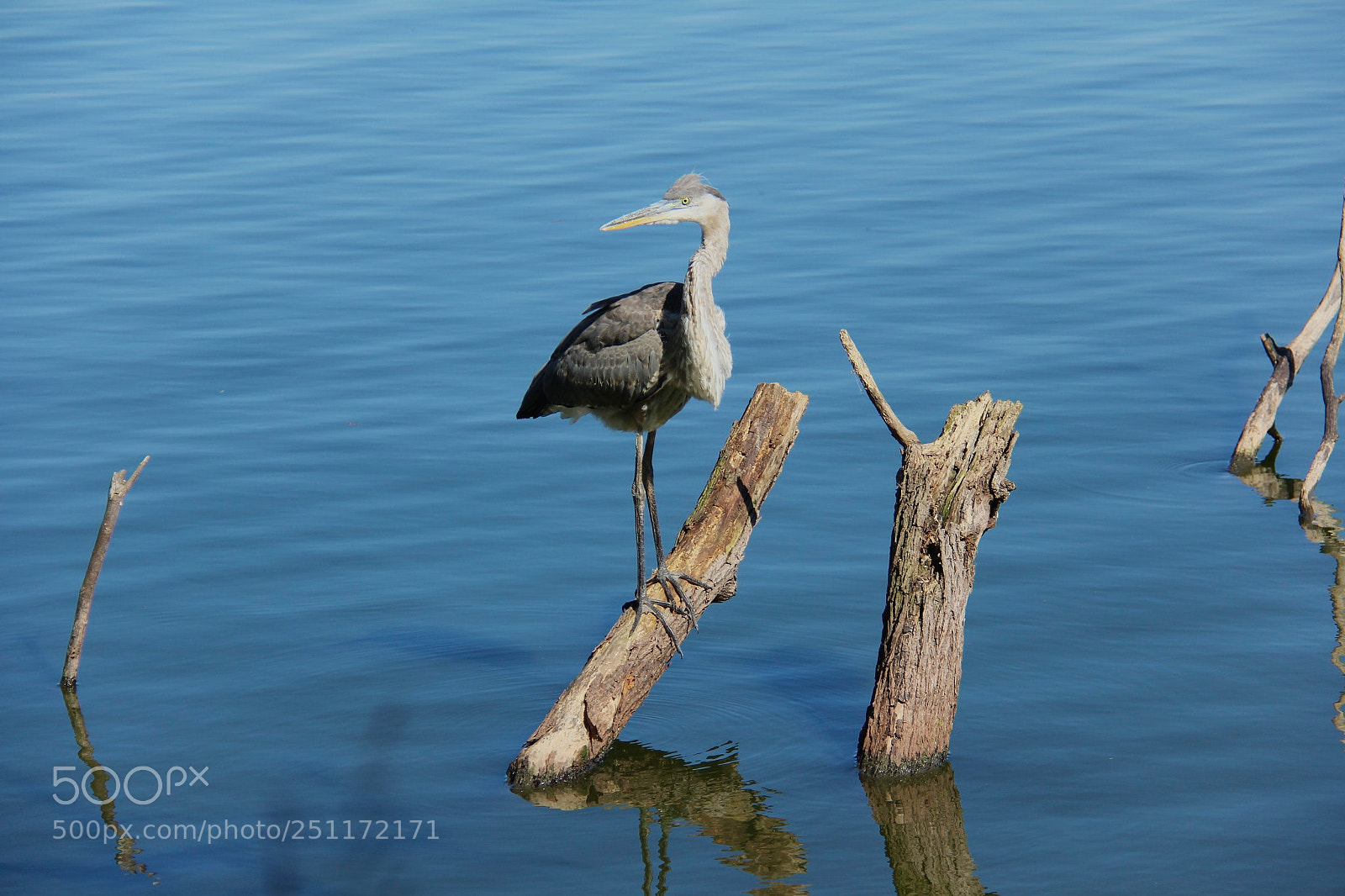 Canon EOS 60D sample photo. Posing for camera photography