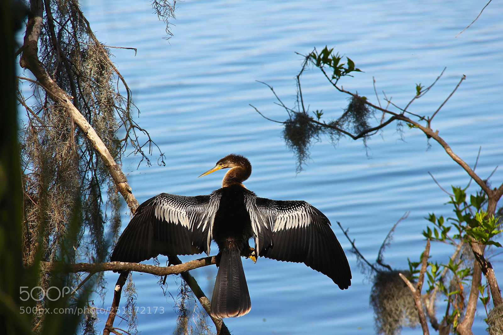 Canon EOS 60D sample photo. Showing off your majestic photography