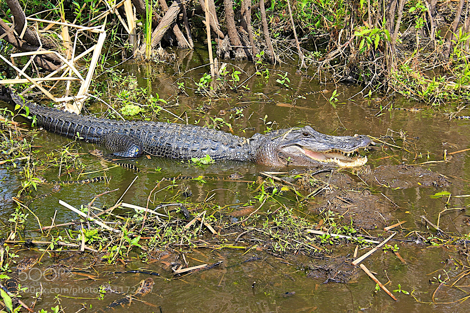 Canon EOS 60D sample photo. Big scary alligator moma photography