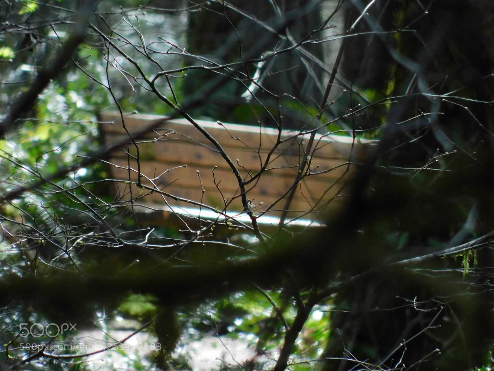 Nikon Coolpix B500 sample photo. Bench in the woods-tolmie photography