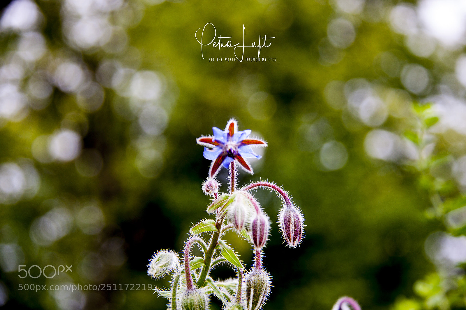 Canon EOS 50D sample photo. Blue star photography