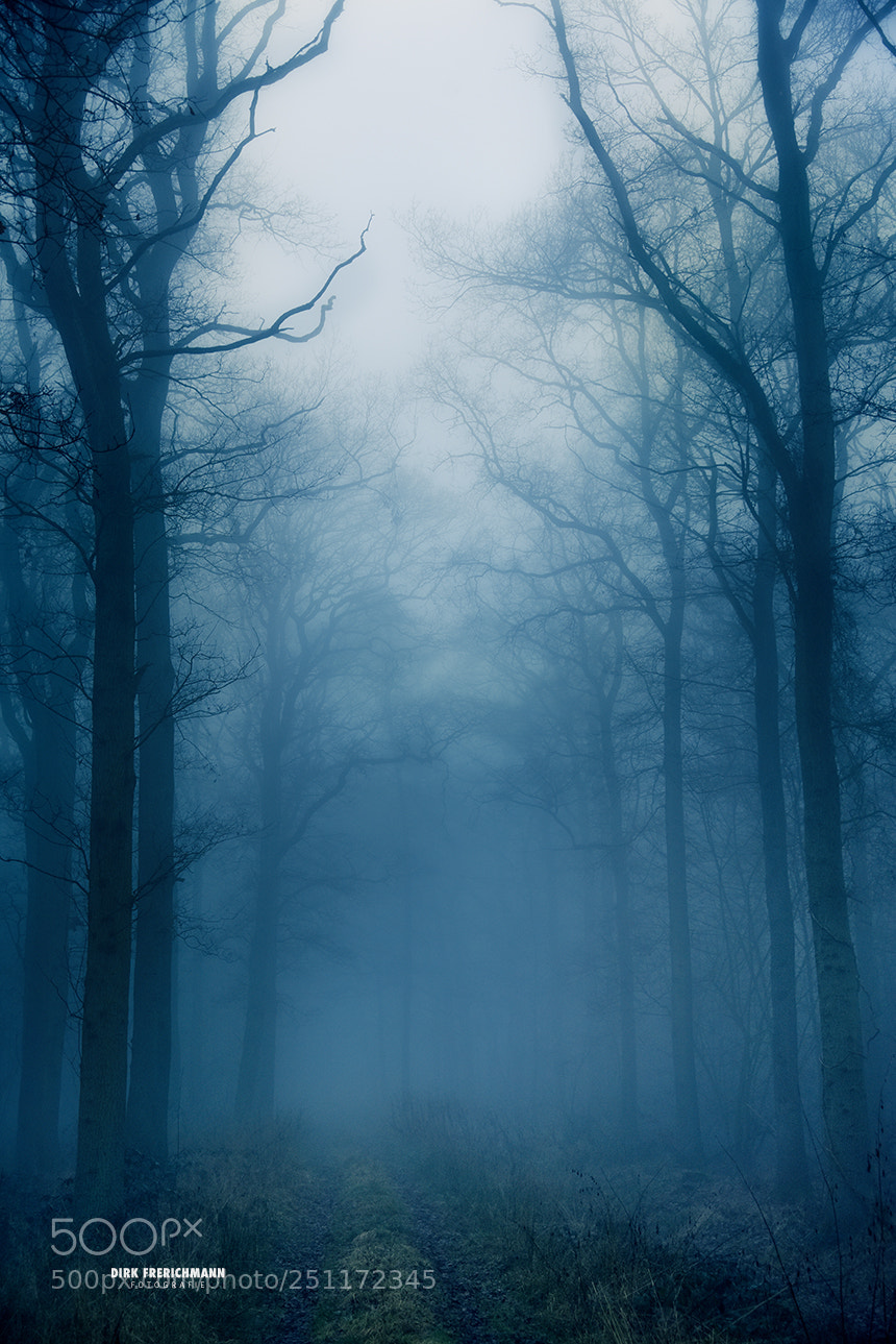 Nikon D810 sample photo. Winter forest photography