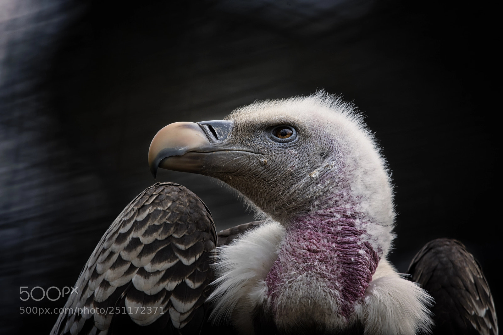 Nikon D7100 sample photo. Gyps rueppellii photography