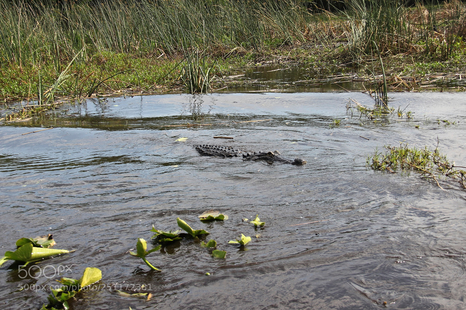 Canon EOS 60D sample photo. The alligator my friend photography
