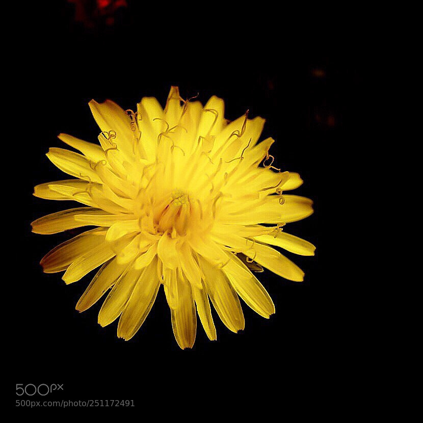 Nikon D5300 sample photo. Yellow  spring photography