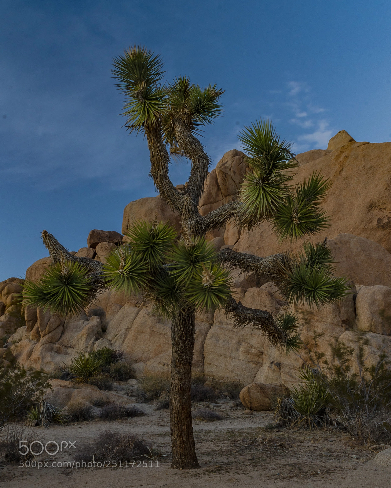 Nikon D7000 sample photo. Joshua tree on split photography