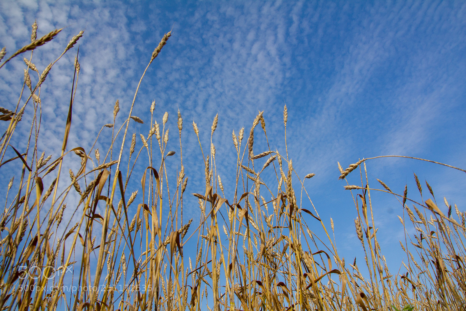 Canon EOS 550D (EOS Rebel T2i / EOS Kiss X4) sample photo. Wheat ears ripen in photography
