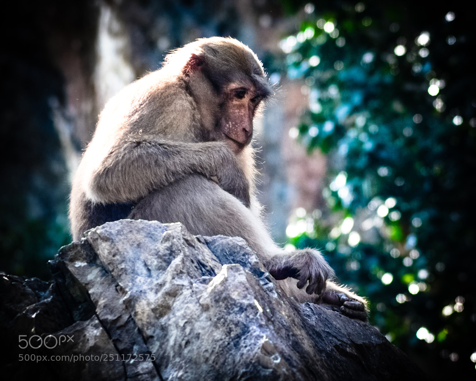 Nikon D7100 sample photo. Watching temple monkey photography