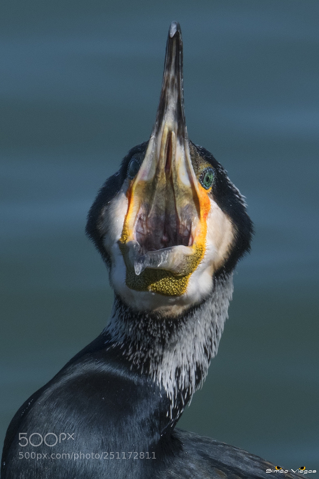 Nikon D500 sample photo. Gabble / cormorant photography