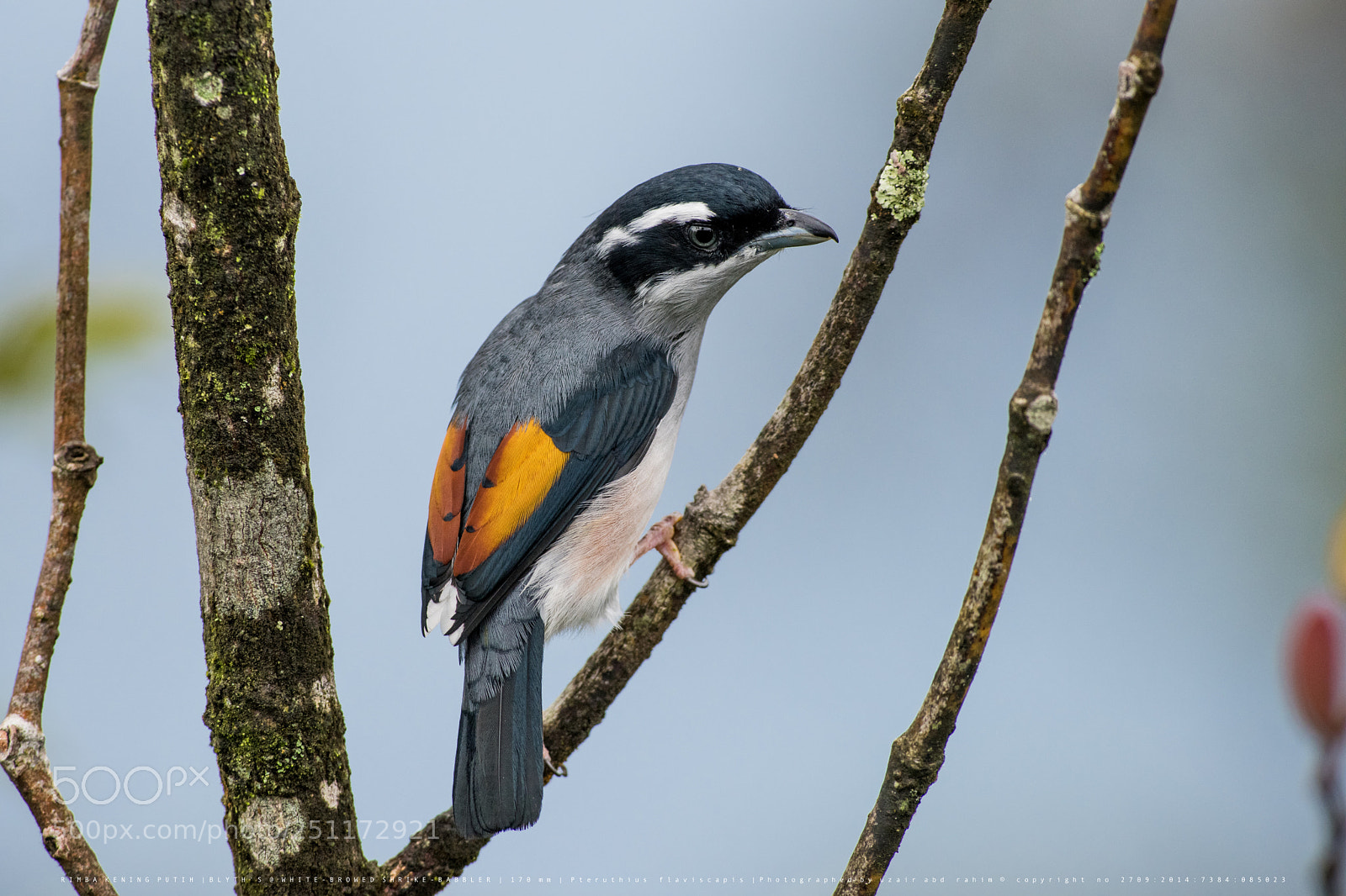 Nikon D810 sample photo. Male blyth's shrike-babbler photography