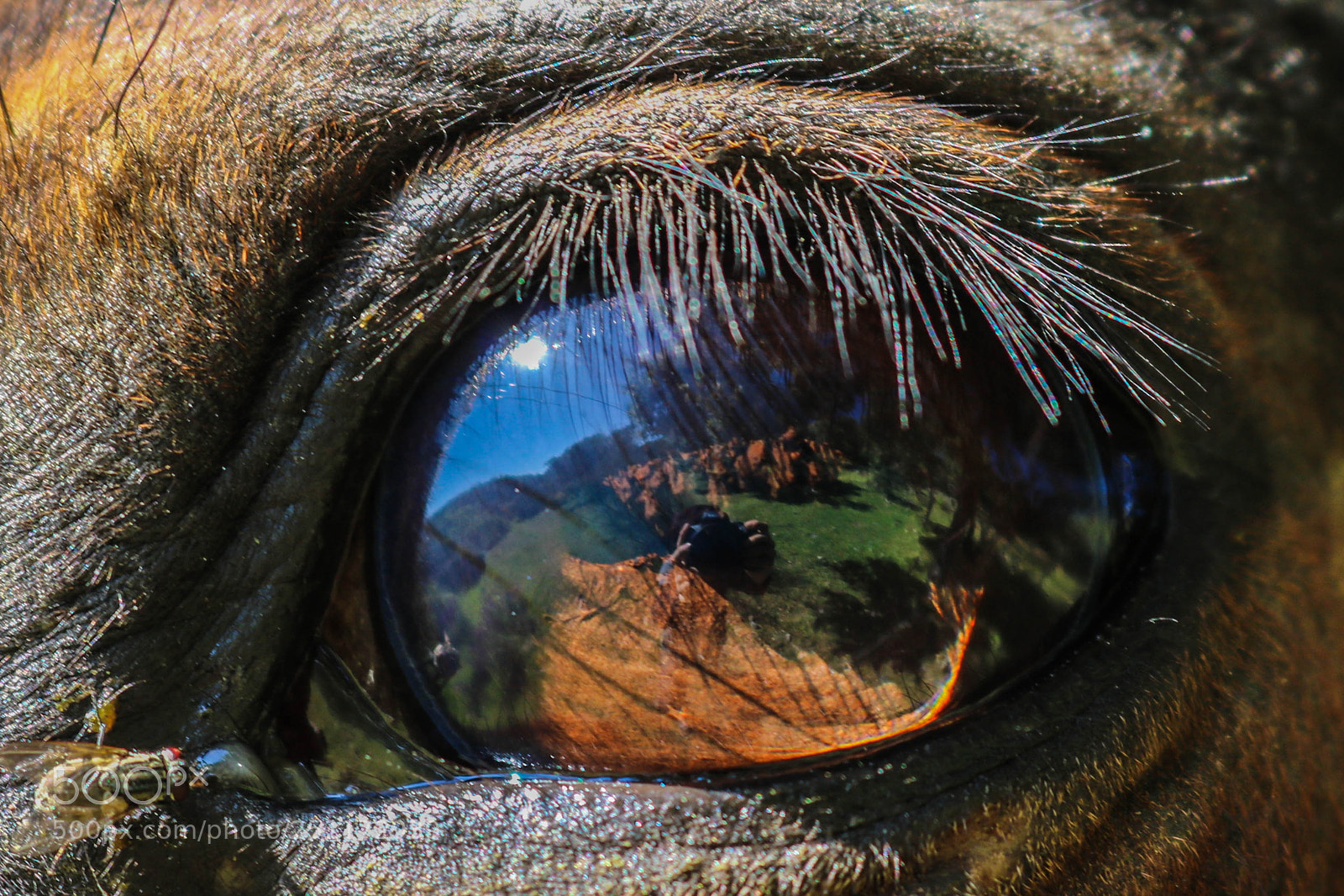 Canon EOS 750D (EOS Rebel T6i / EOS Kiss X8i) sample photo. Horse on mars photography