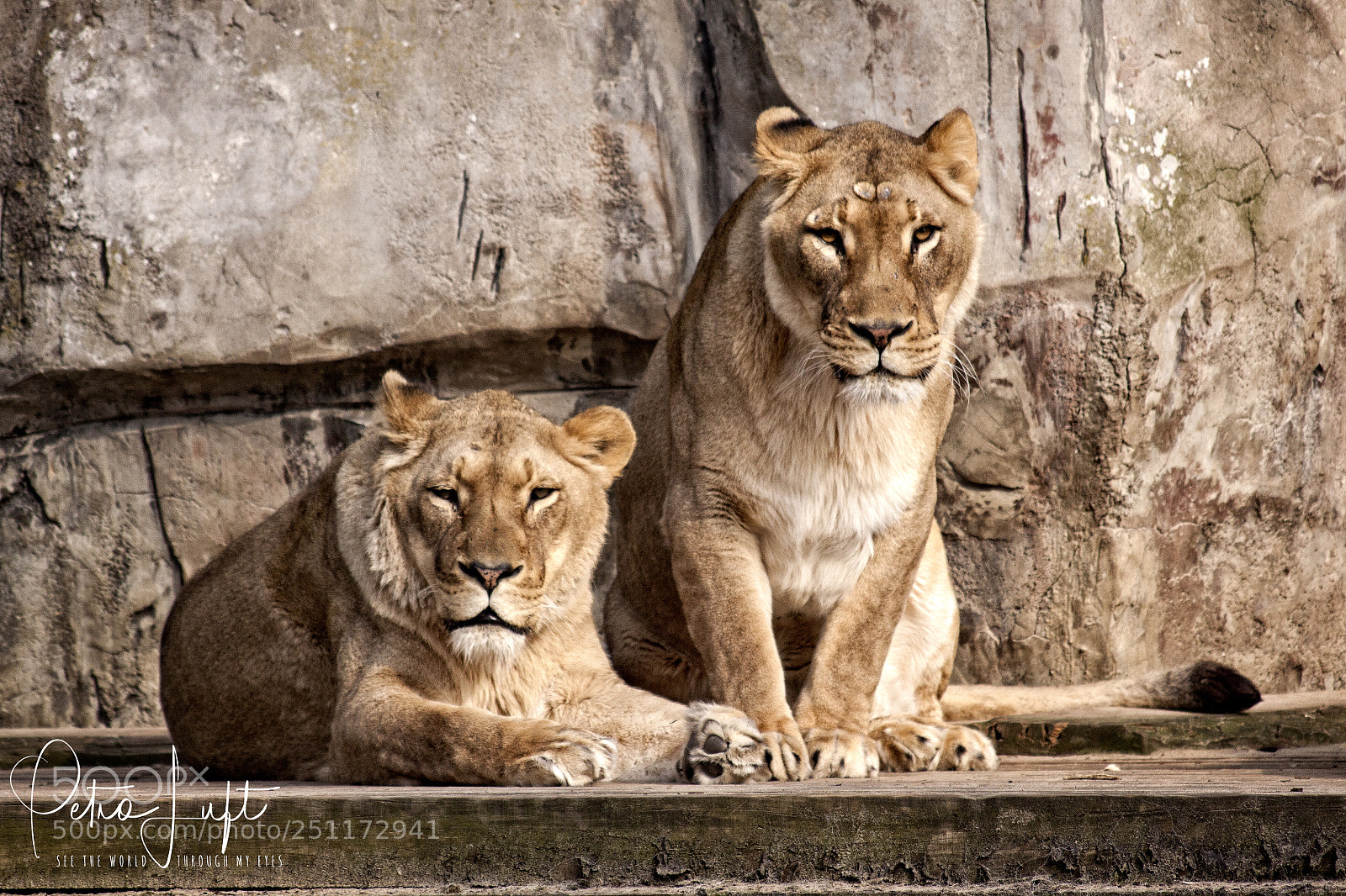 Canon EOS 50D sample photo. Two of us lions photography
