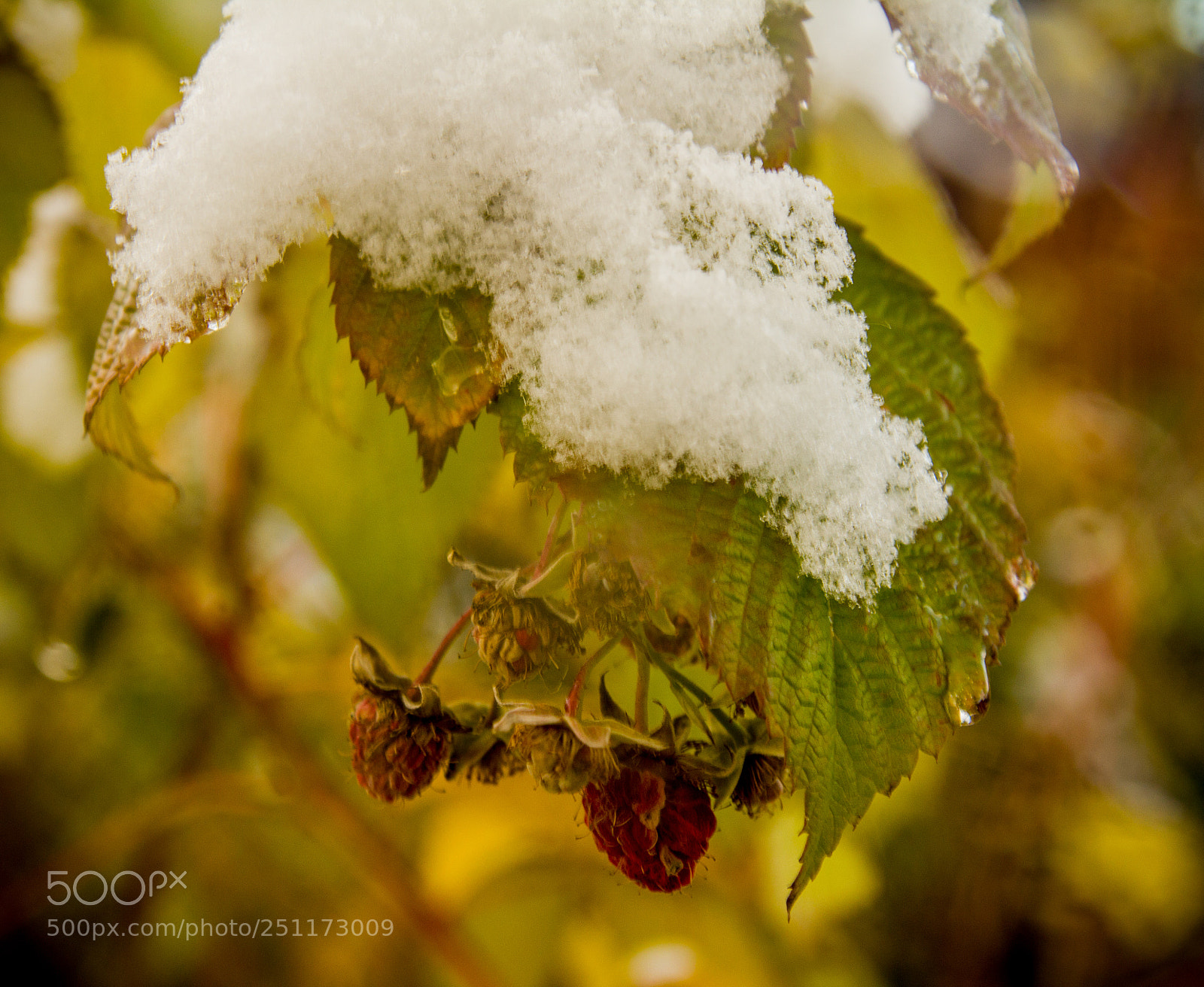 Canon EOS 550D (EOS Rebel T2i / EOS Kiss X4) sample photo. A bush of raspberry photography