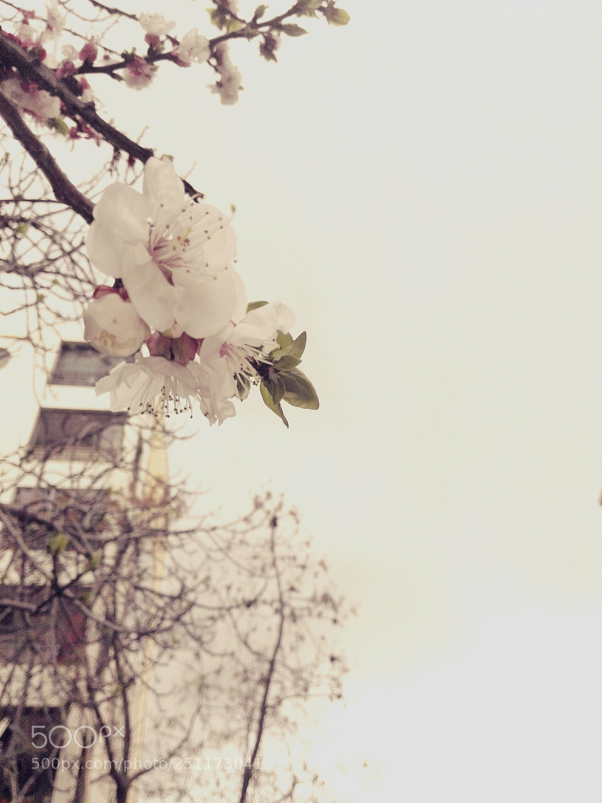 HUAWEI Y6II sample photo. Lonly flower photography