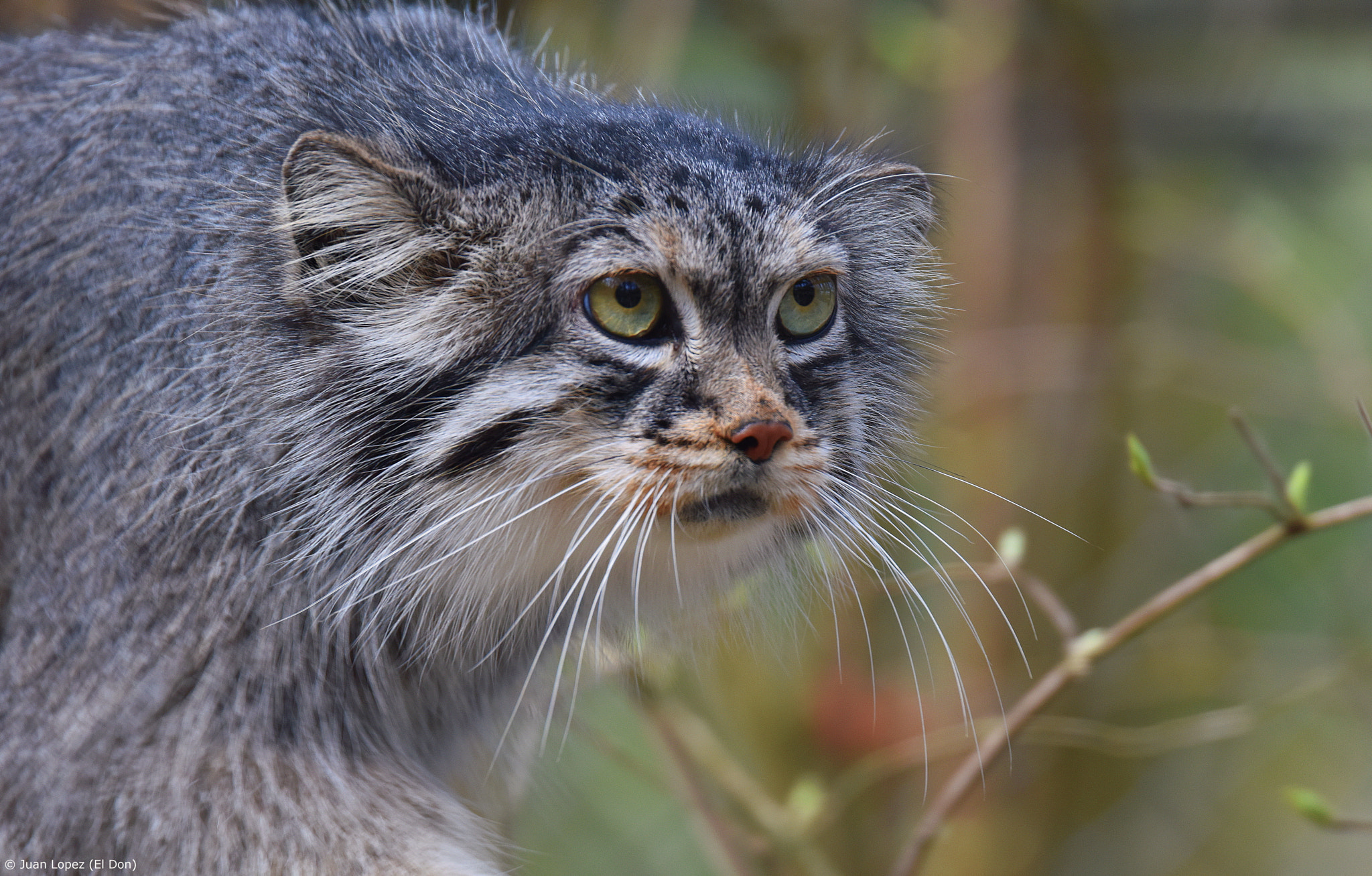Sigma 150-600mm F5-6.3 DG OS HSM | S sample photo. Look into my eyes...and tell me what you see..? photography