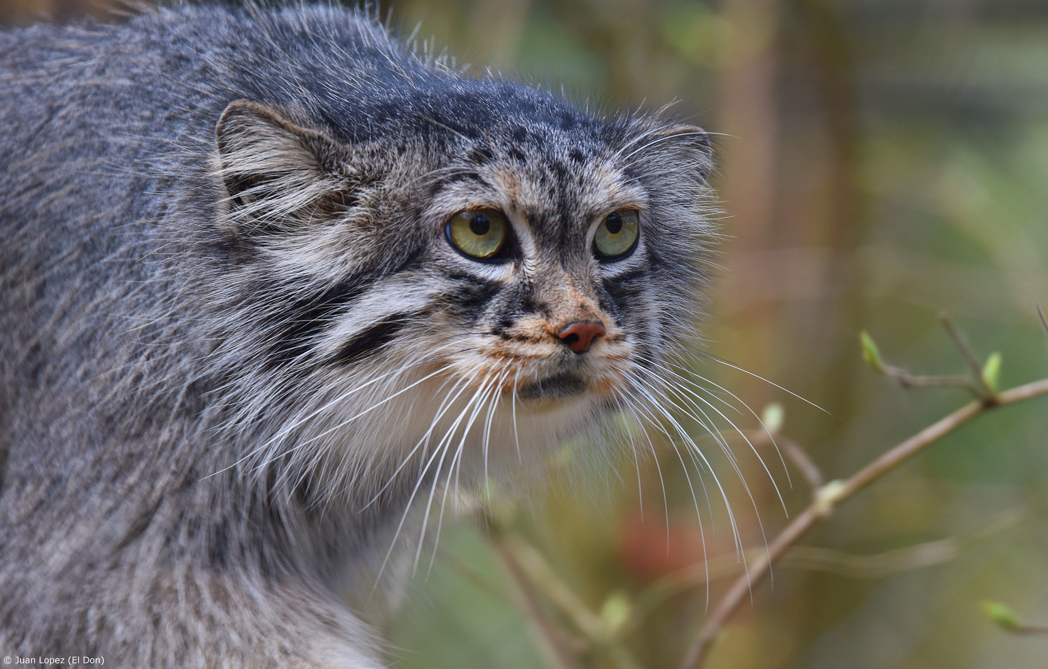 Nikon D810 + Sigma 150-600mm F5-6.3 DG OS HSM | S sample photo. Look into my eyes...and tell me what you see..? photography