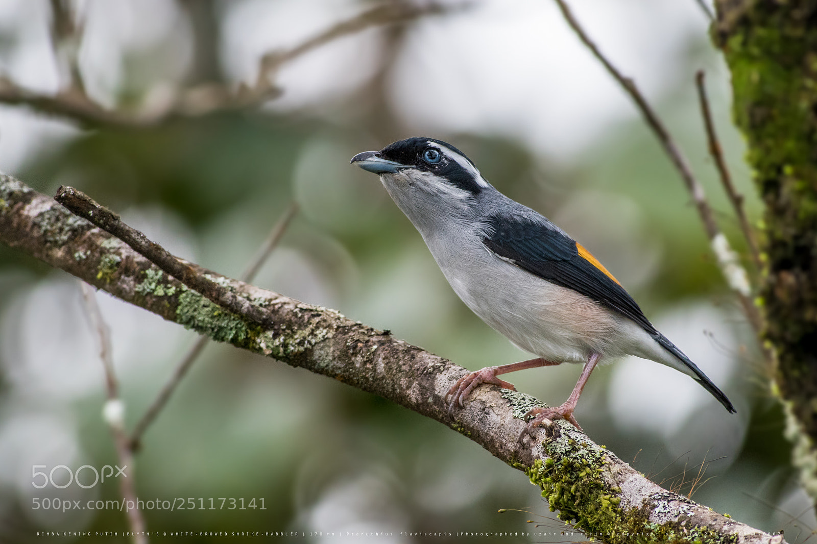 Nikon D810 sample photo. Male blyth's shrike-babbler photography