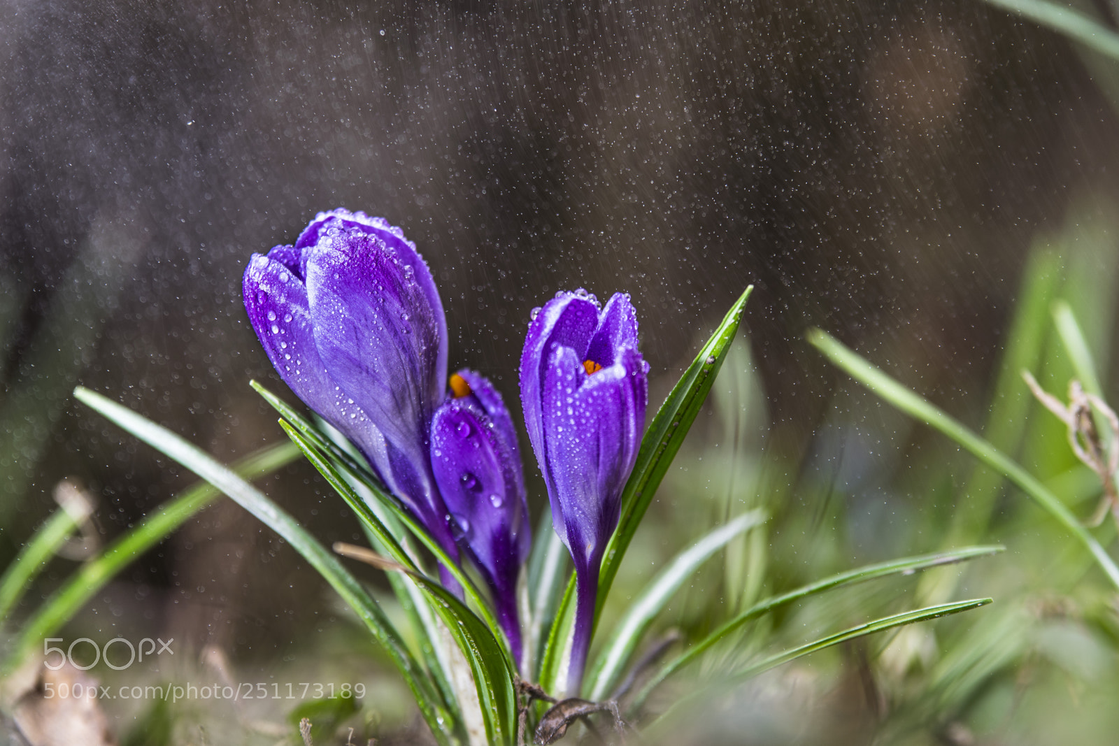 Nikon D3300 sample photo. Refreshing dew photography