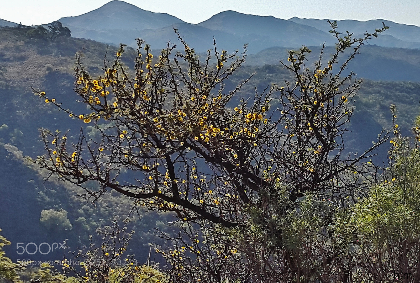 Samsung Galaxy S5 sample photo. Dao photography