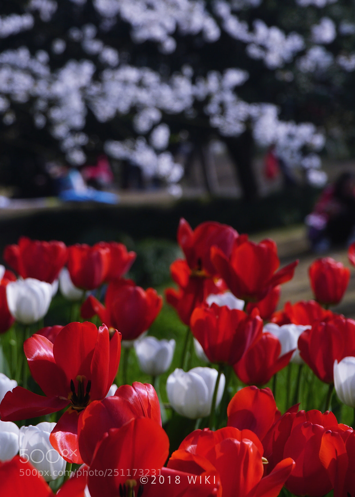 Sony a5100 sample photo. Tulip photography