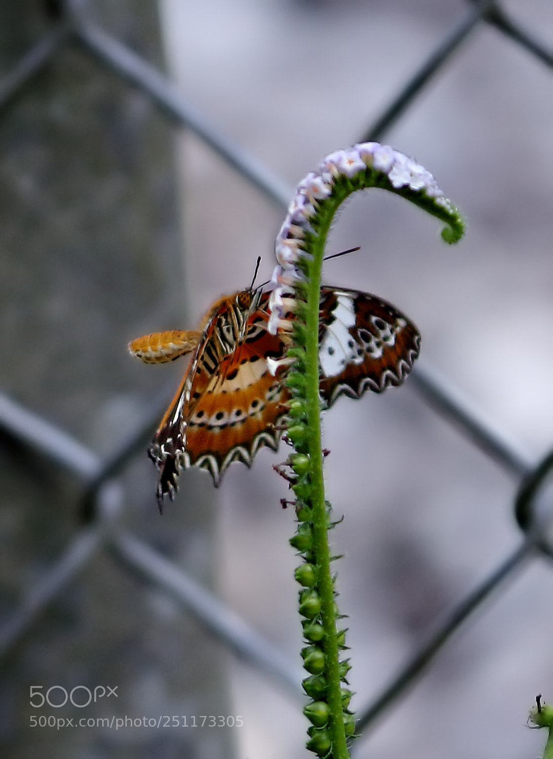 Canon EOS 700D (EOS Rebel T5i / EOS Kiss X7i) sample photo. The nechtar seeker photography