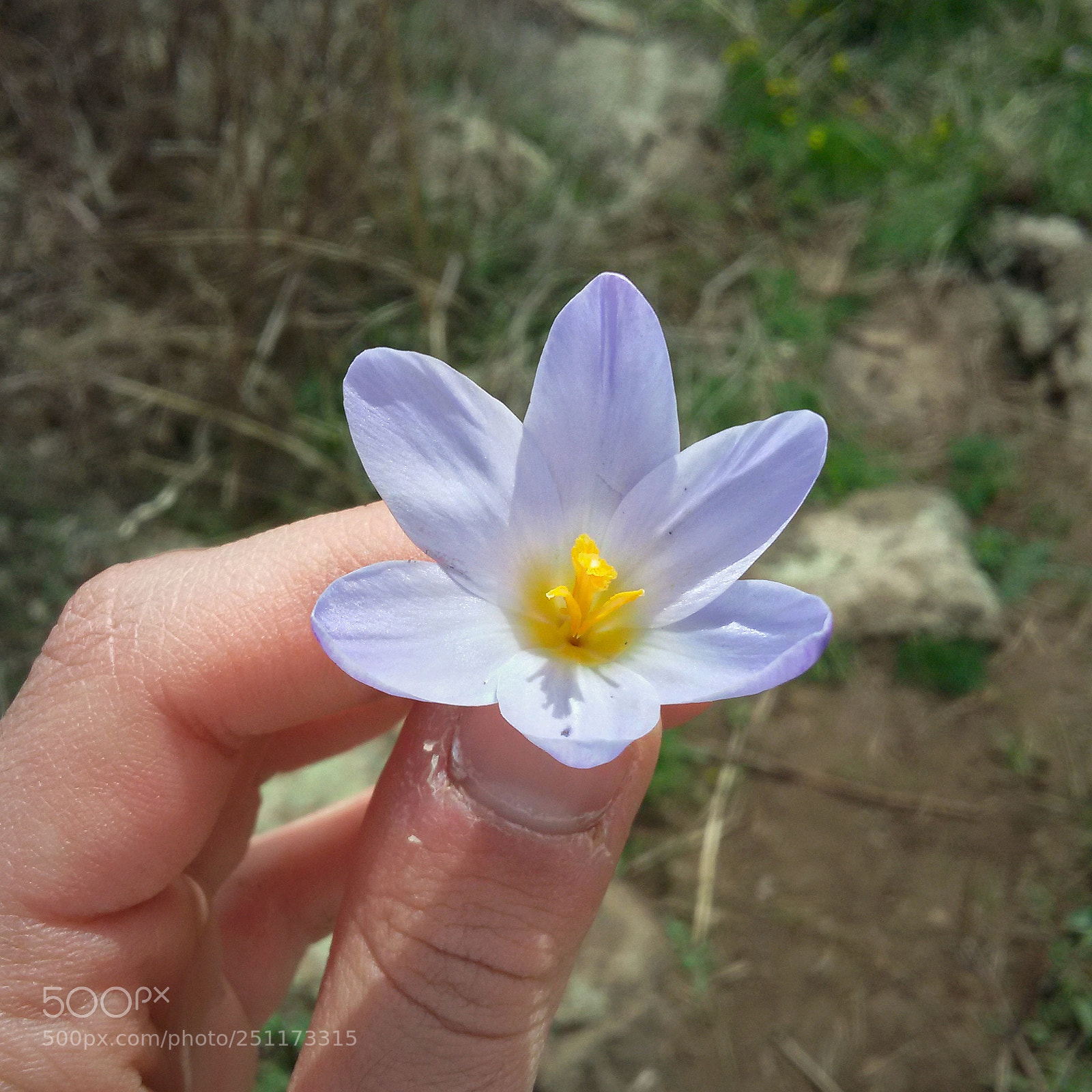 Samsung Galaxy S5 Mini sample photo. Tenderness photography