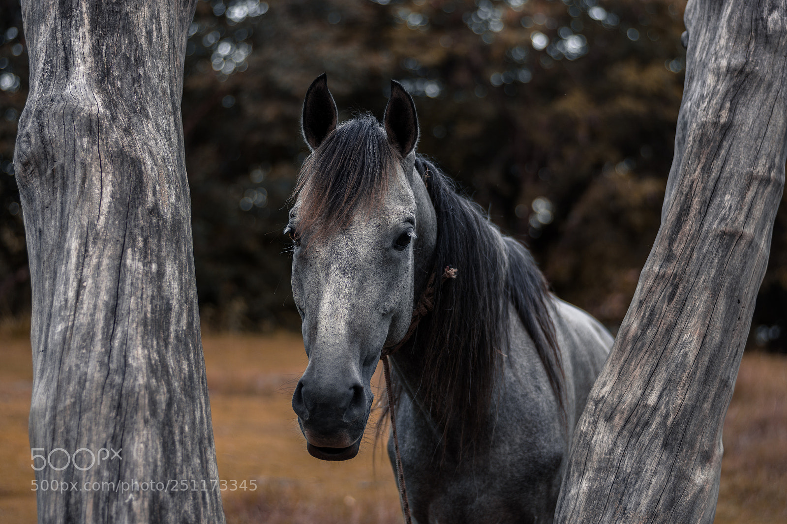 Nikon D7200 sample photo. Beautiful horse between trees photography