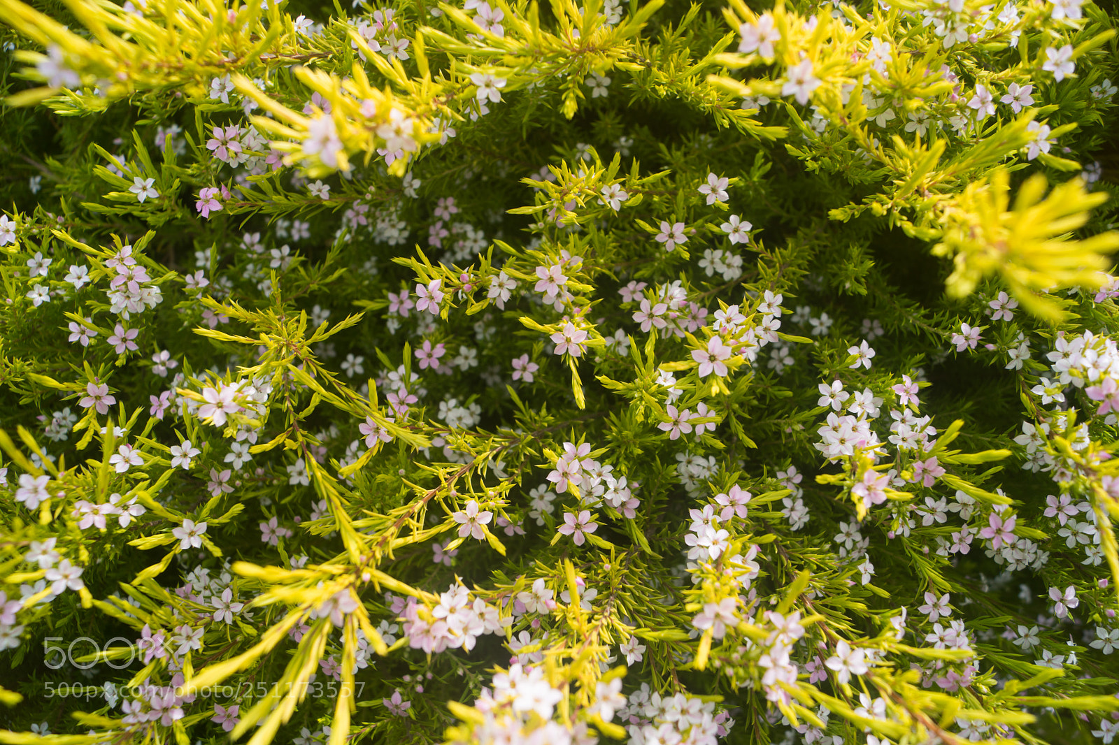 Sony ILCA-77M2 sample photo. San fran flowers photography