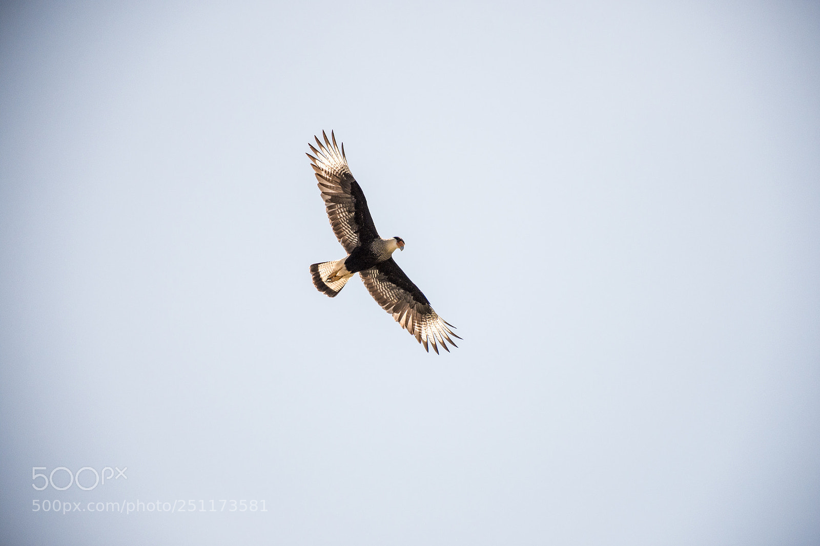 Nikon D7200 sample photo. Eagle flying photography