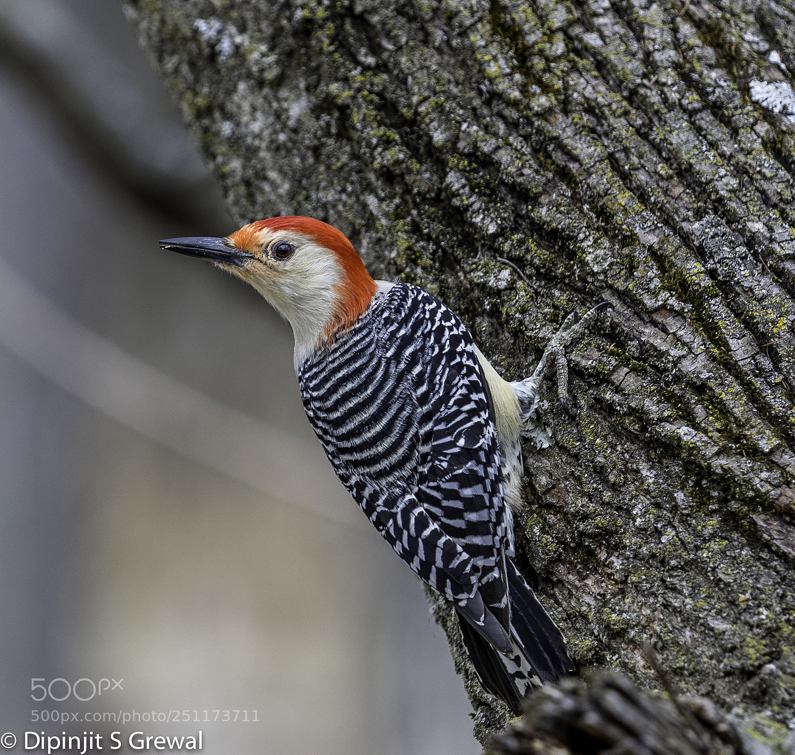 Canon EOS 5D Mark IV sample photo. Redbellied woodpecker(of ) photography
