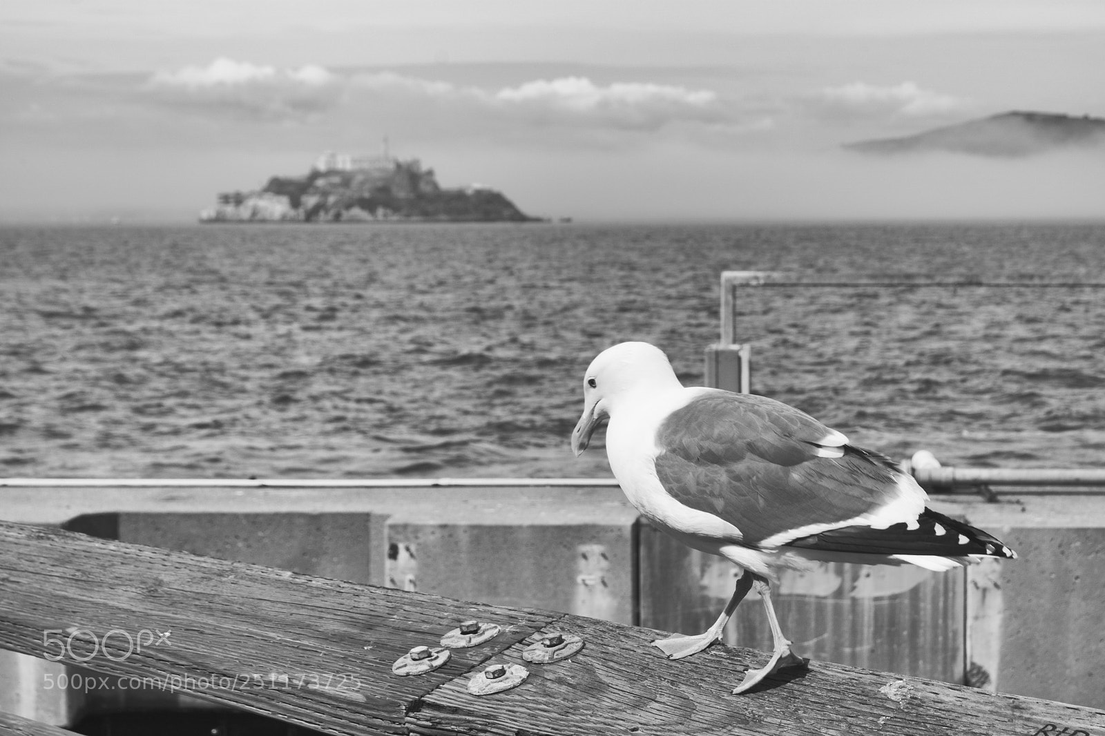 Sony ILCA-77M2 sample photo. Contemplating life photography