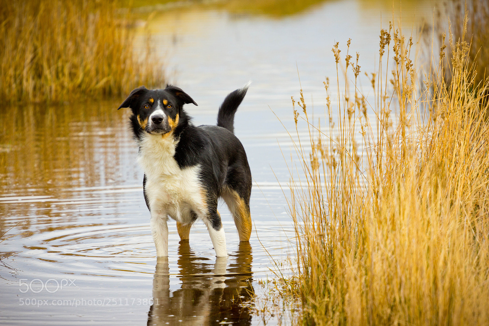 Canon EOS 60D sample photo. Mans best friend photography