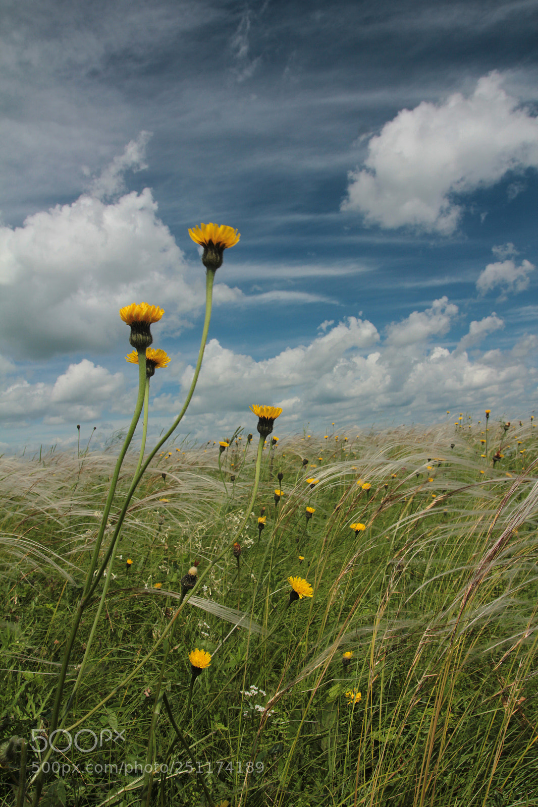 Canon EOS 550D (EOS Rebel T2i / EOS Kiss X4) sample photo. Field with feather grass photography