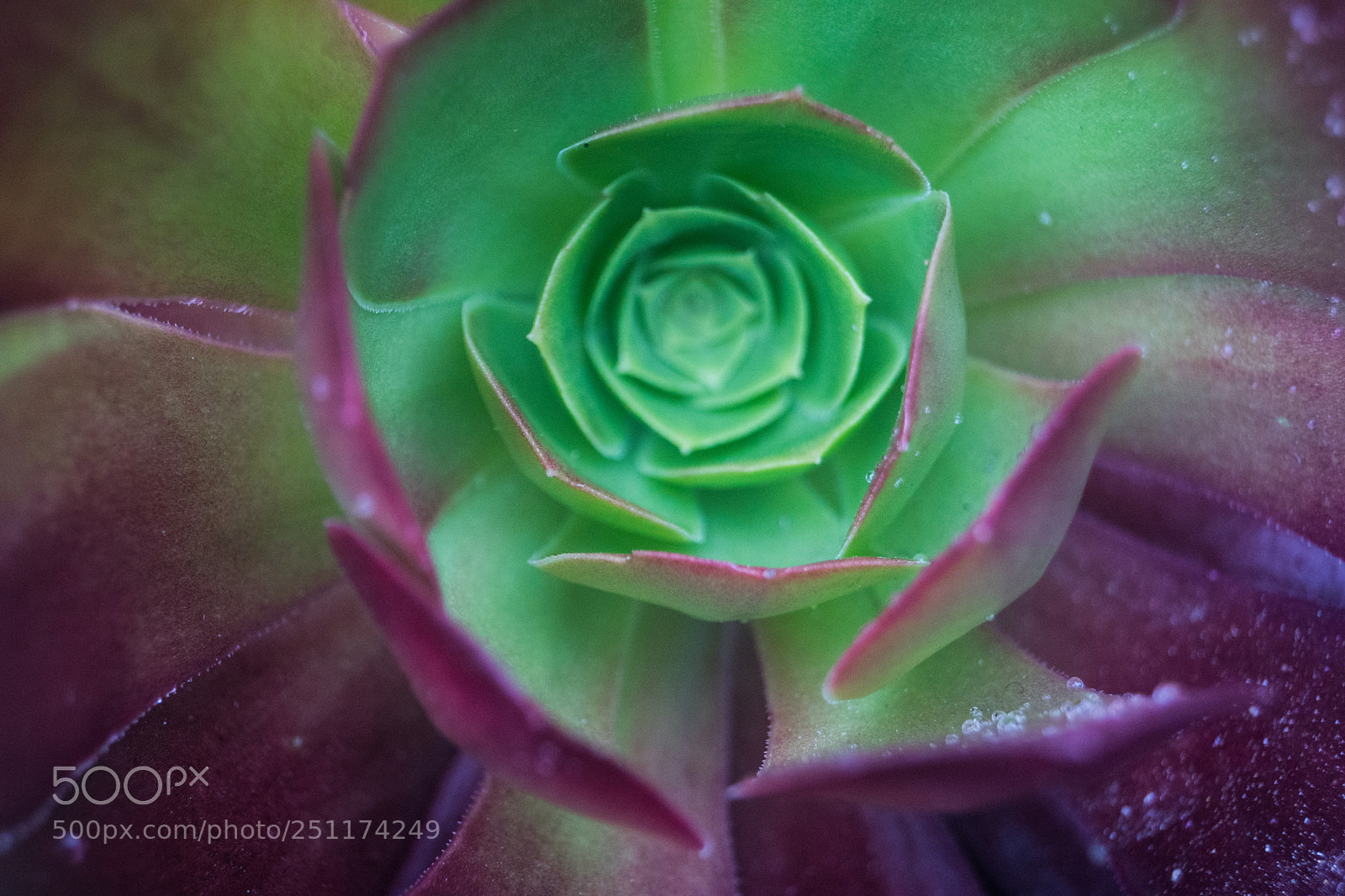 Sony ILCA-77M2 sample photo. Succulent closeup photography